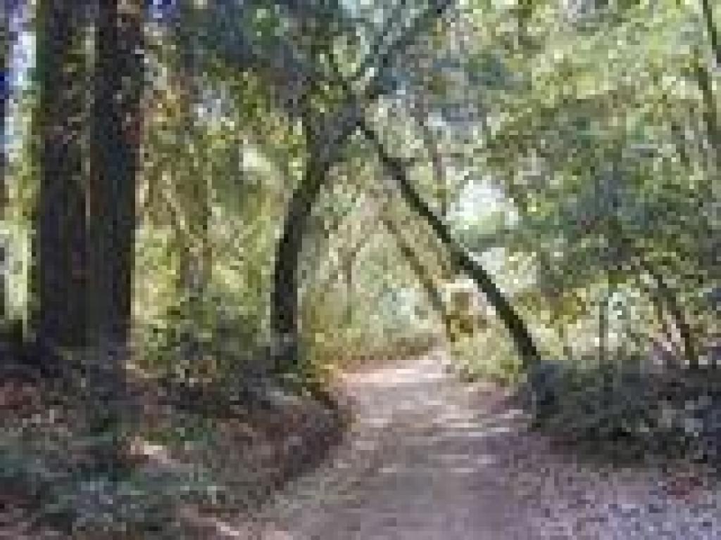Woods