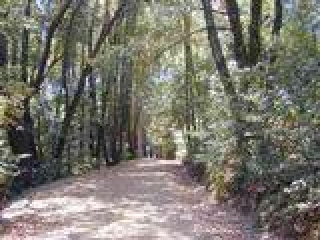 Loop Trail