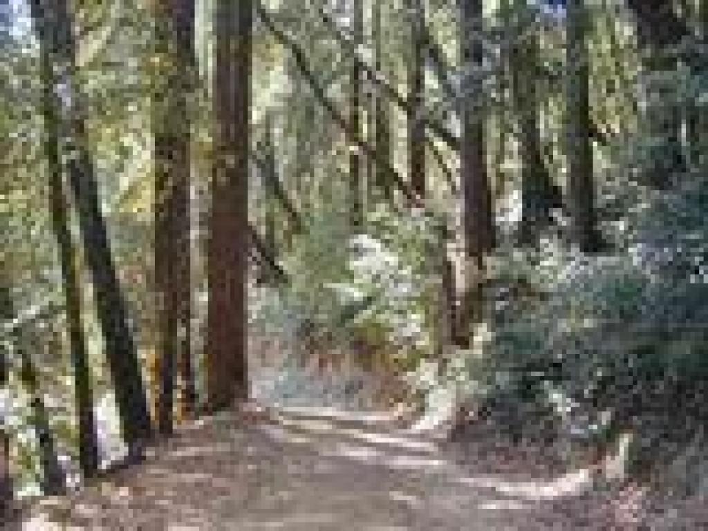 Loop Trail