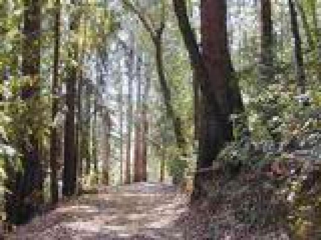 Redwood and eucalyptus trees