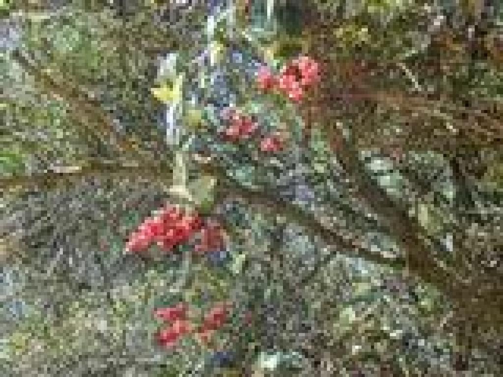 Honeysuckle