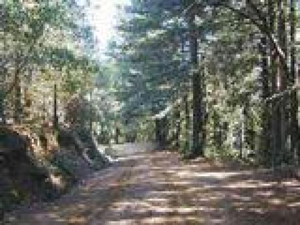 Descending through woods