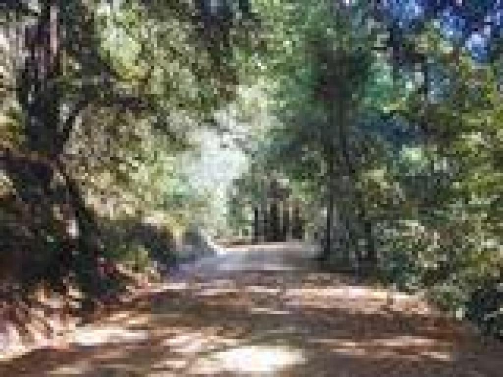 Woods