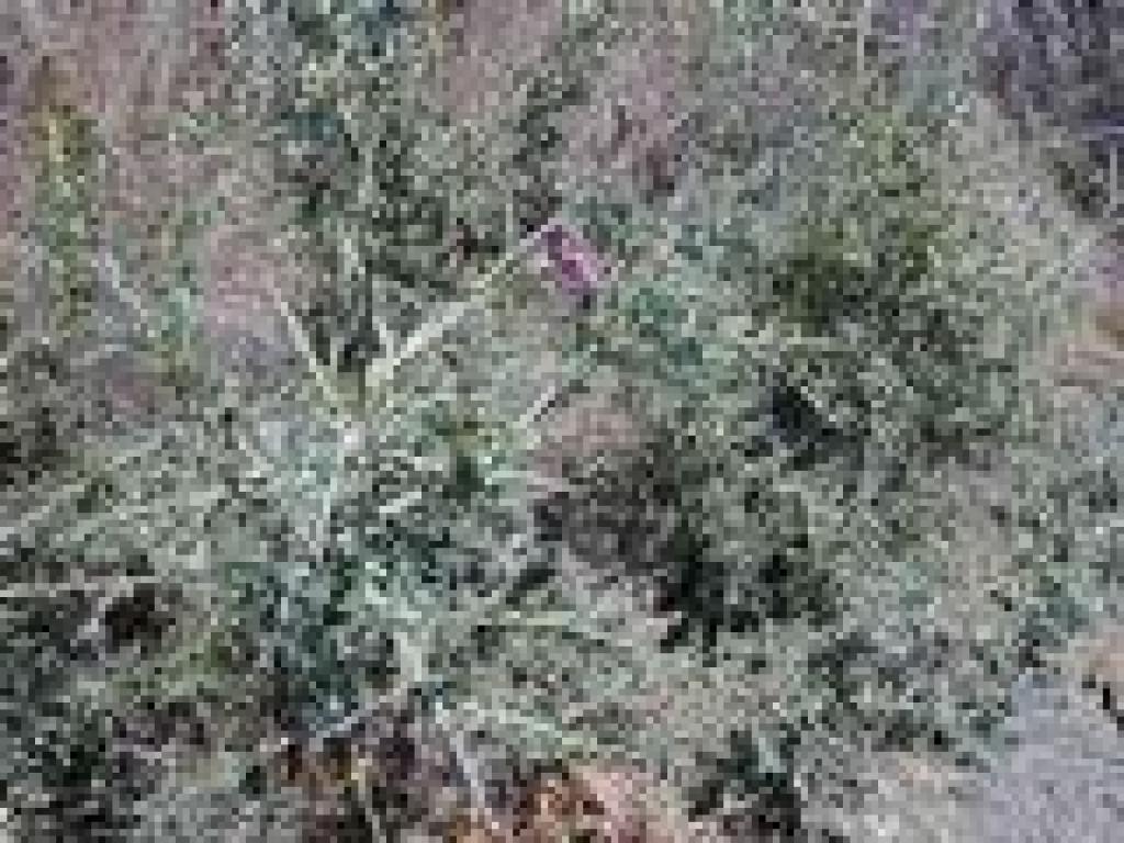 Chaparral pea