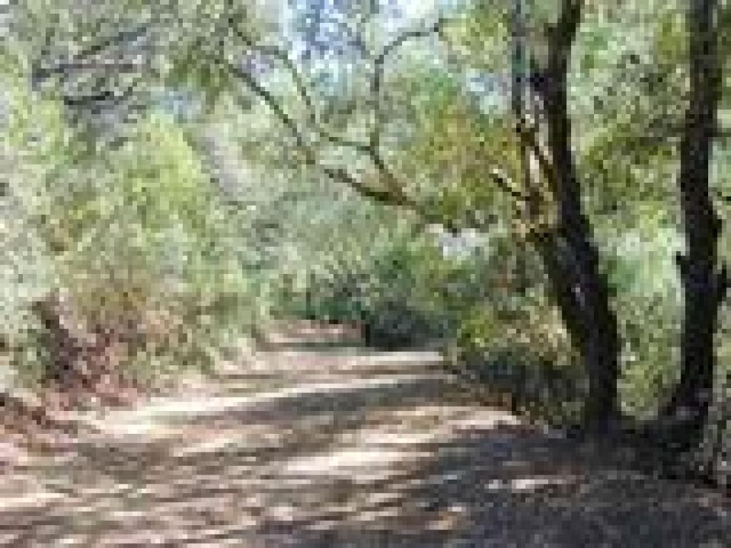 Ridge Trail