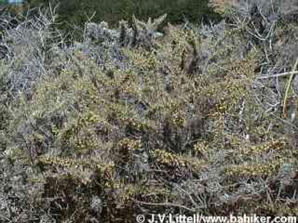 Sagebrush photo