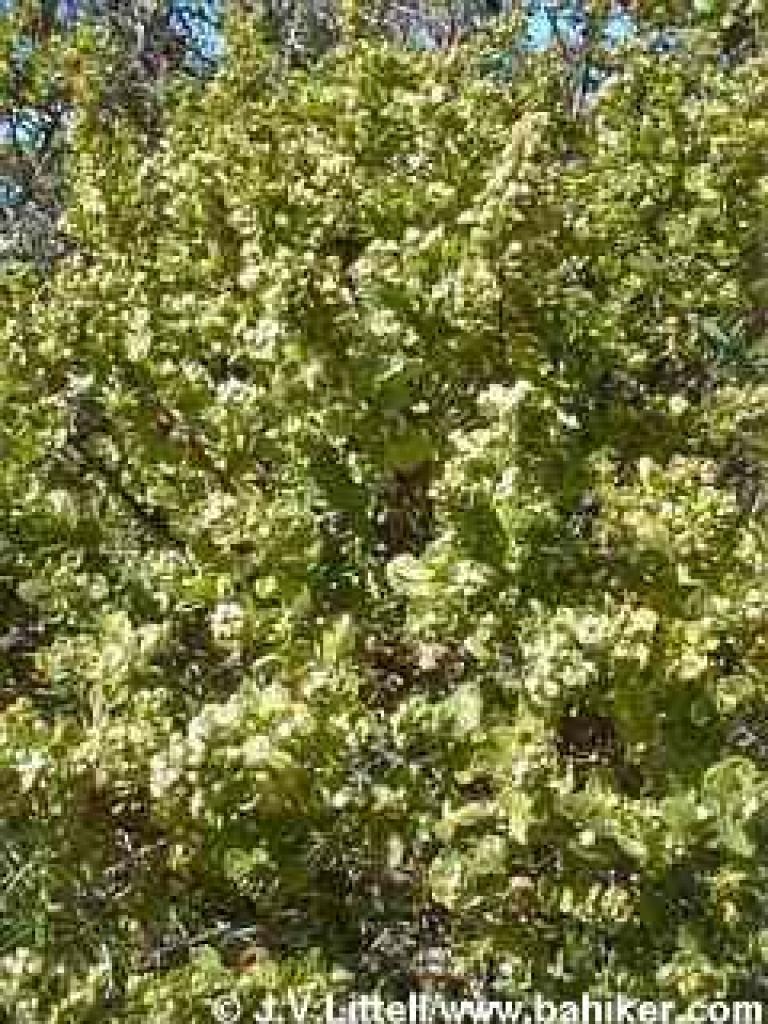 Coyote brush photo