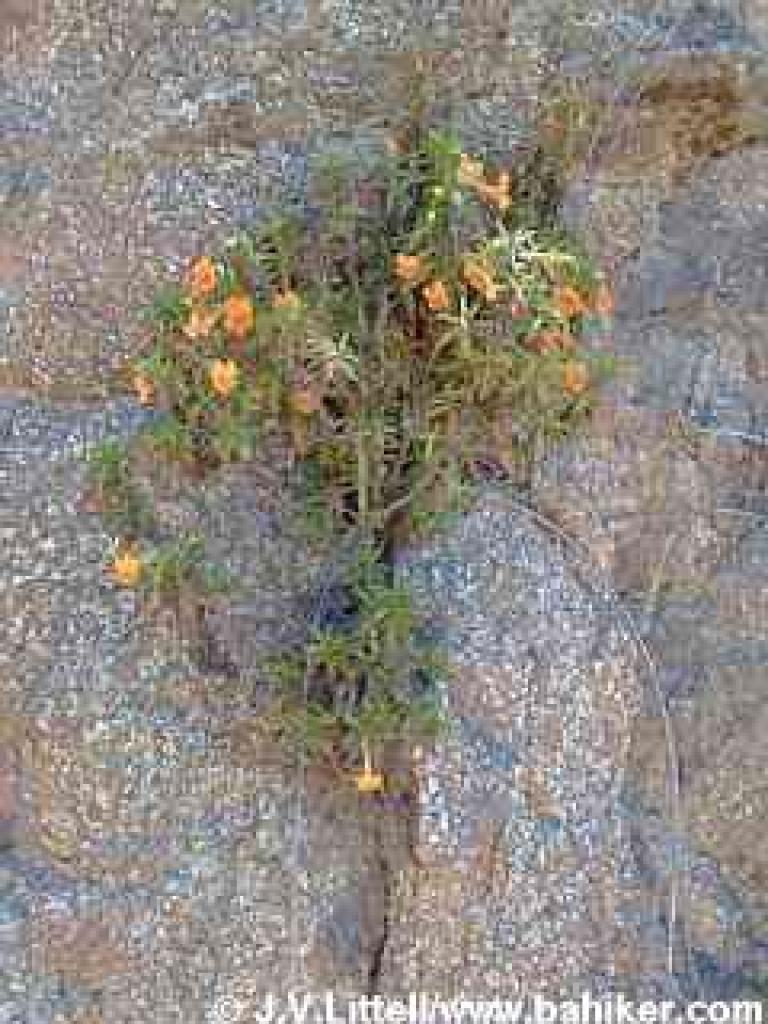 Granite with monkeyflower