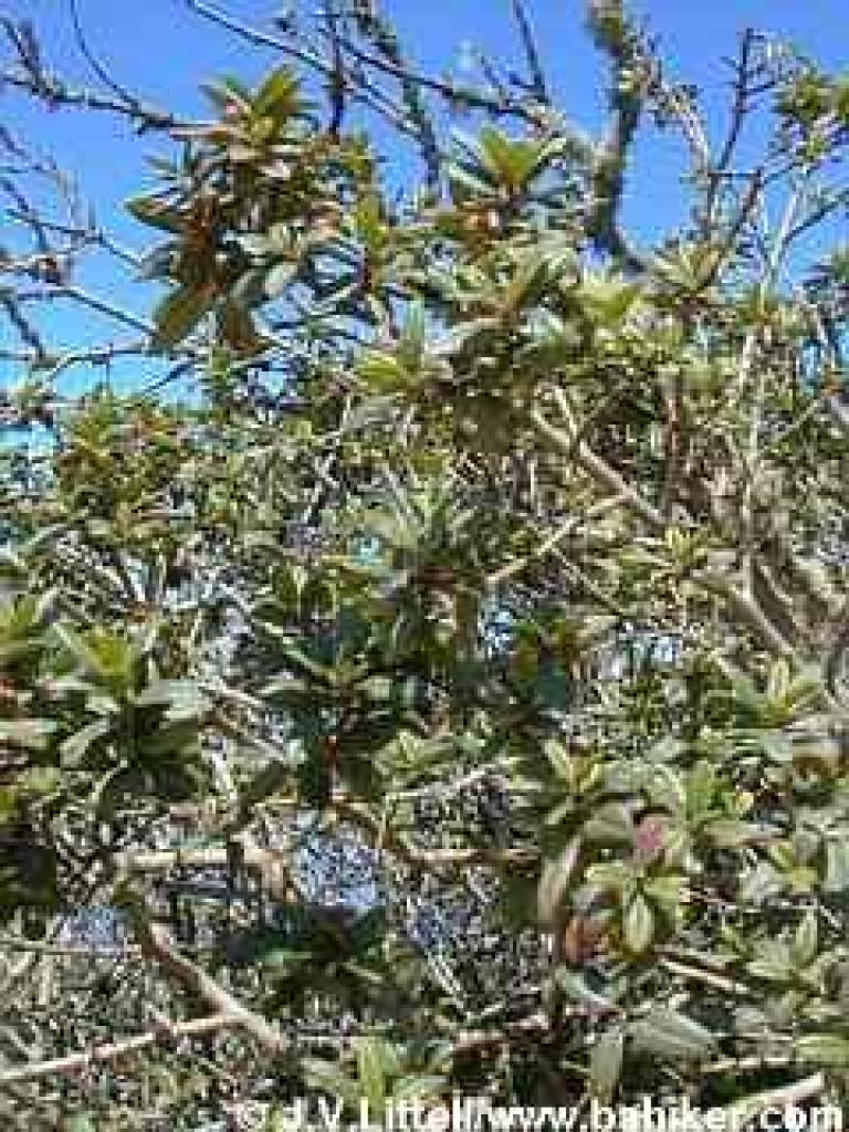 Coffeeberry in summer