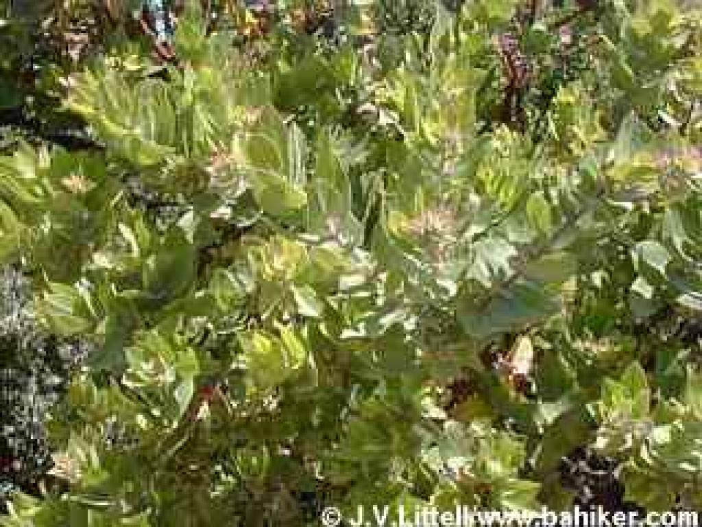 Manzanita in summer
