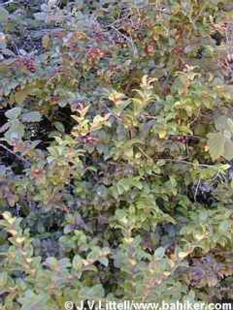 Huckleberry in summer