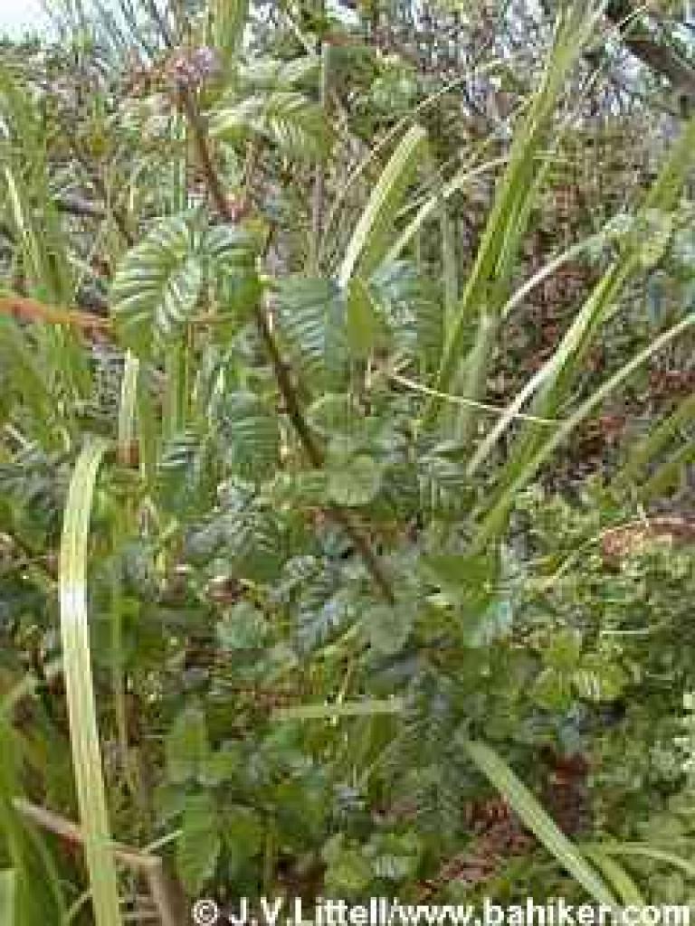 Poison oak photo