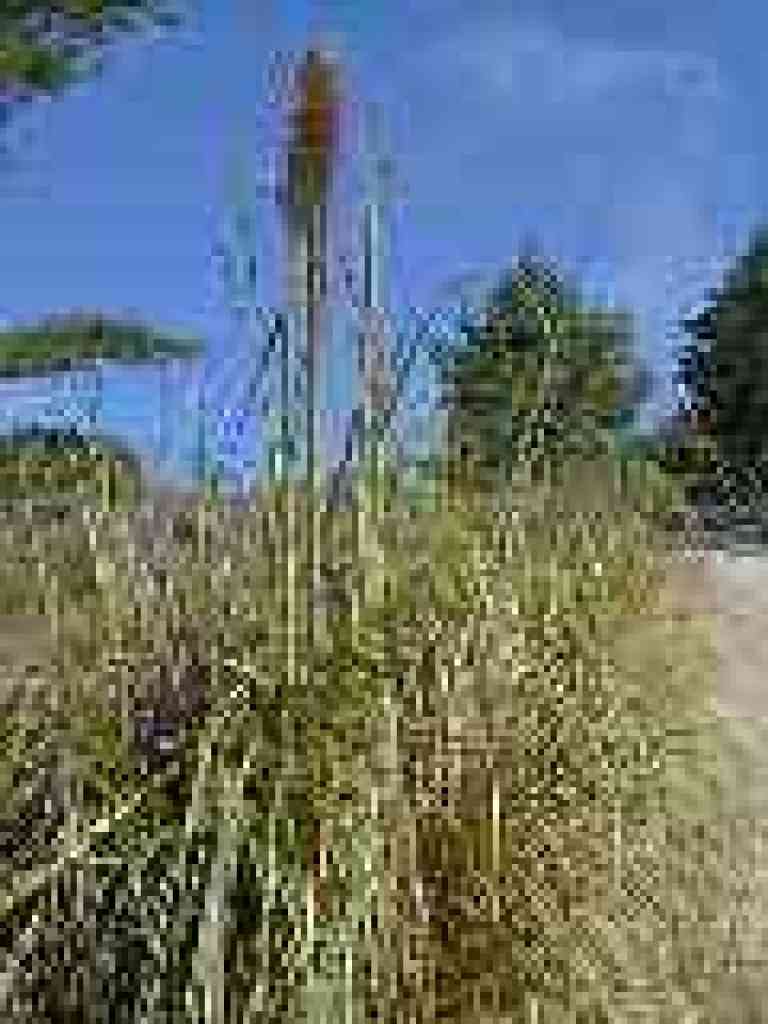 Pampas grass