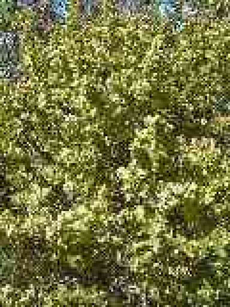 Coyote brush