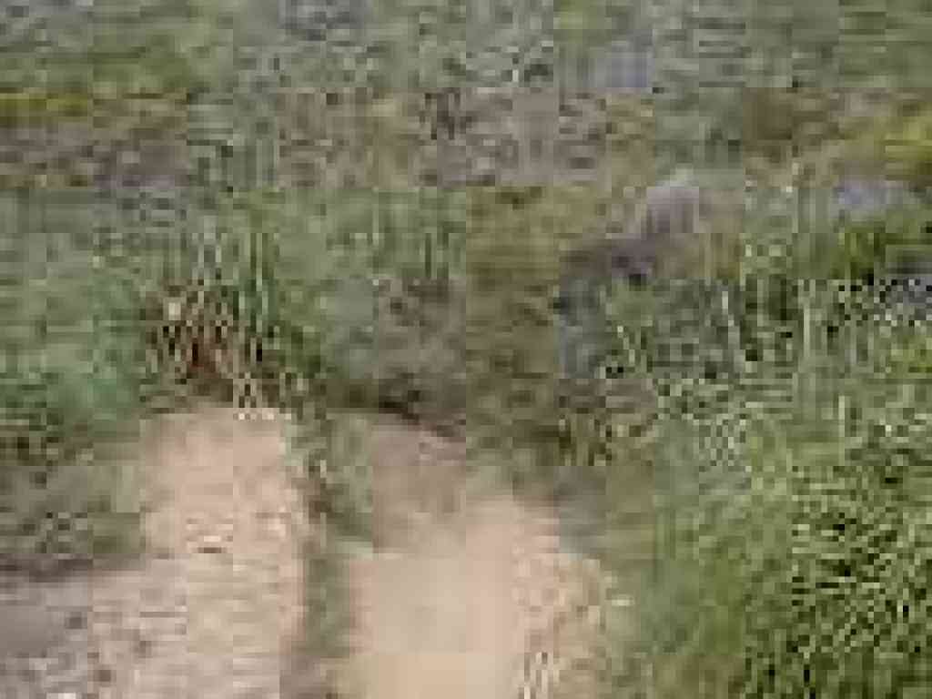 Lots of poison oak through here