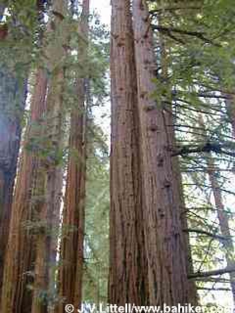 Redwood photo