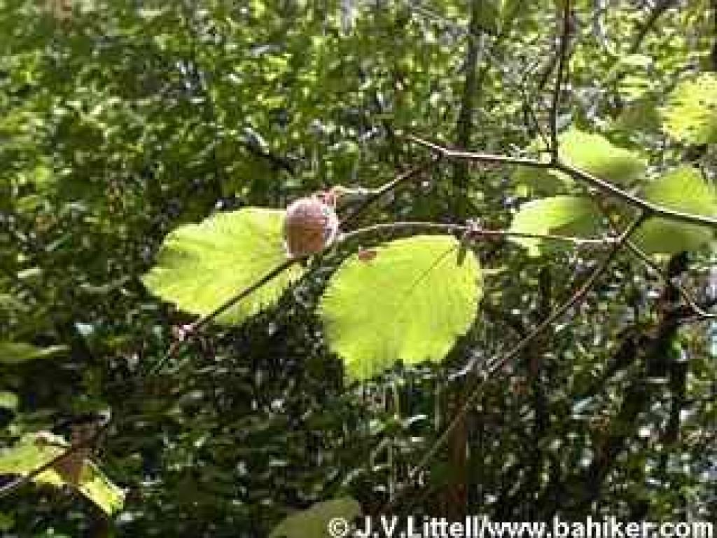 Hazelnut photo
