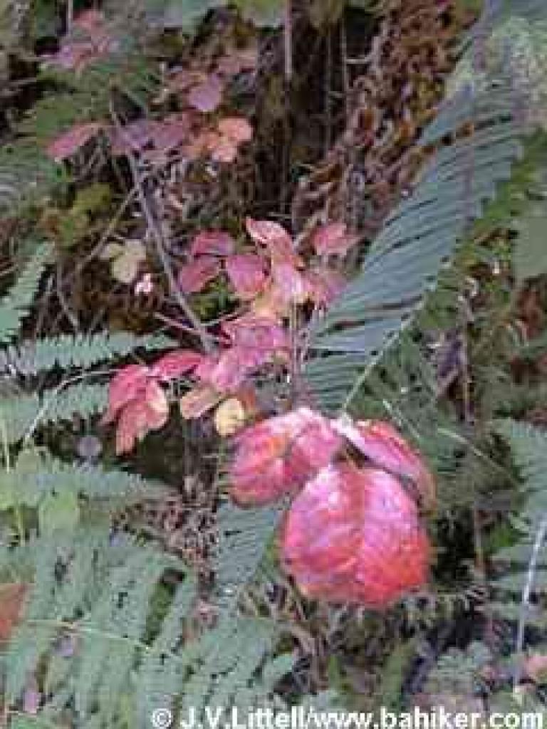 Poison oak photo