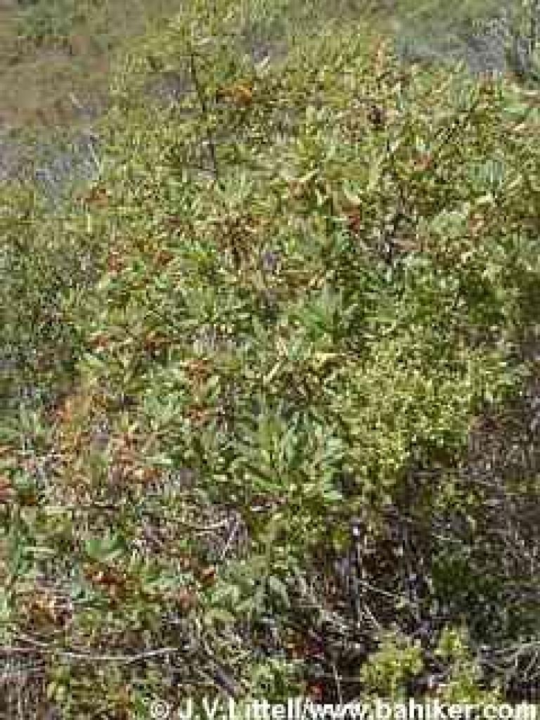 Coffeeberry in summer