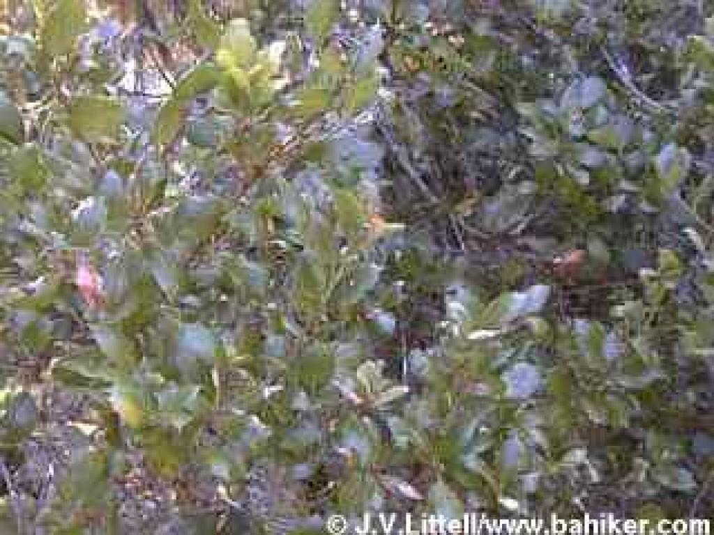 Coast live oak photo