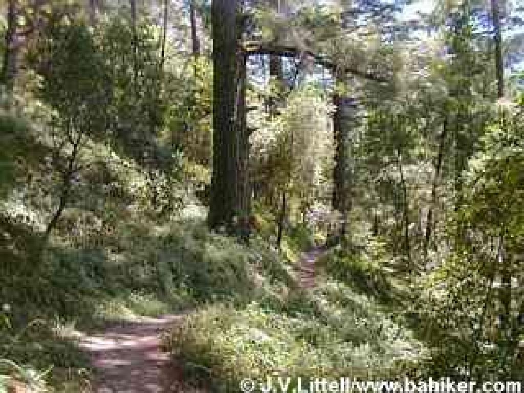 Mt. Ellen Trail
