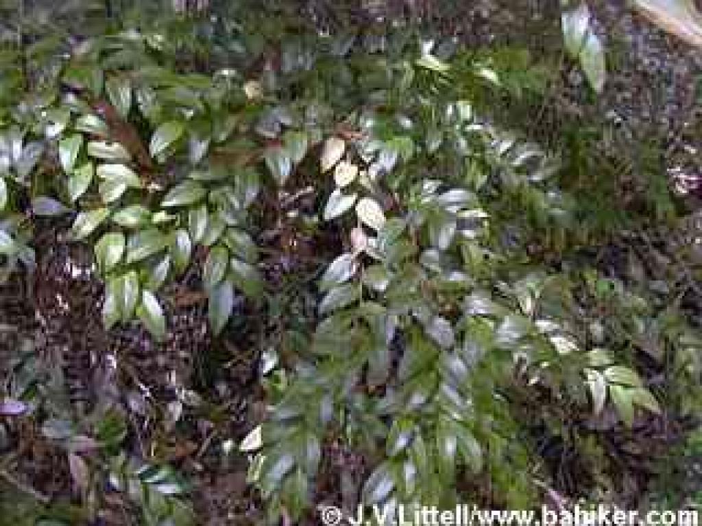 Huckleberry in summer