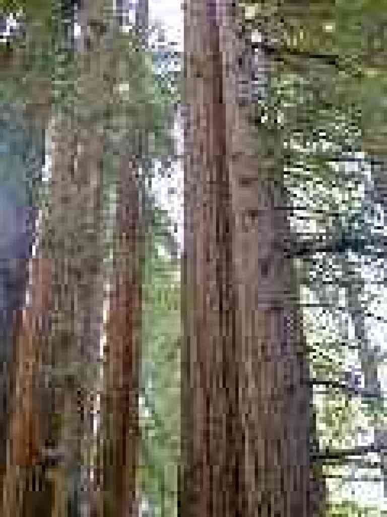 Redwoods