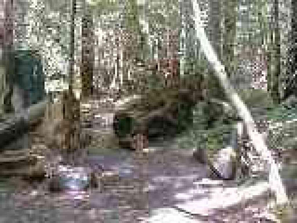 Through fallen trees