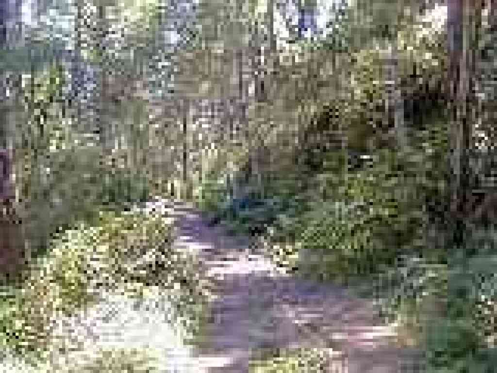 Douglas firs replace redwoods