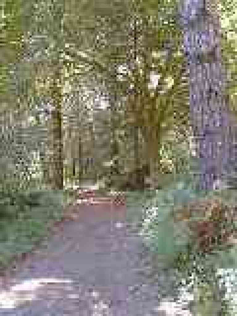 Maple leaves add color