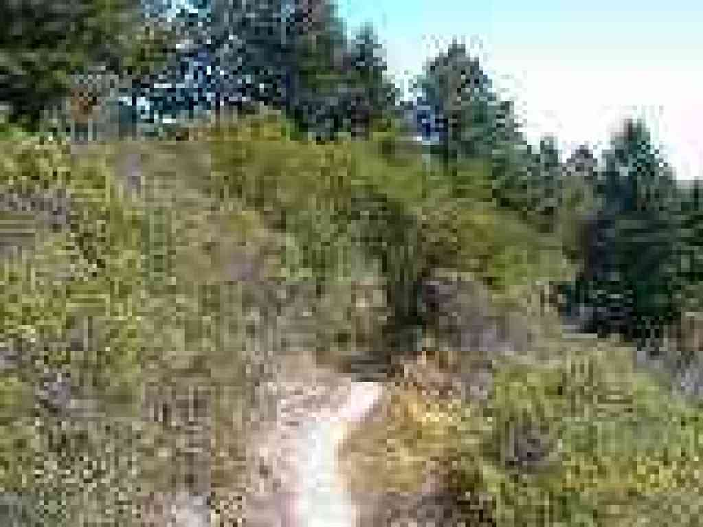Lots of poison oak along the trail