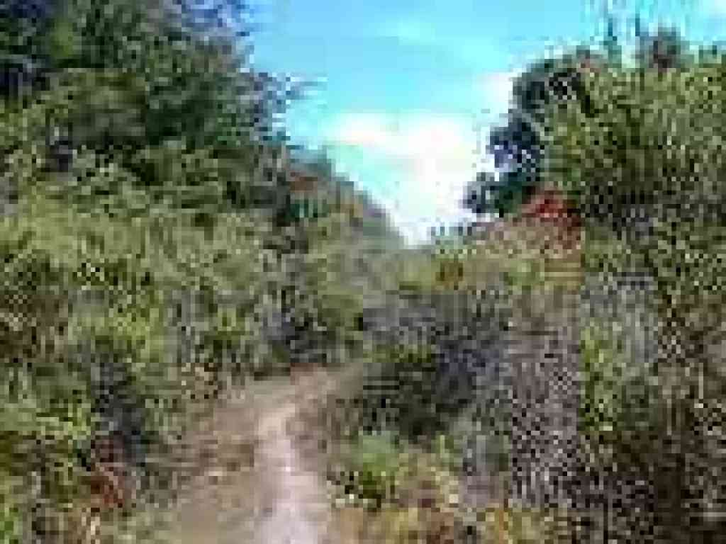 Heading downhill back under trees