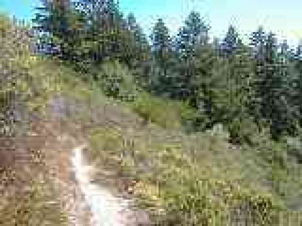 Last stretch of chaparral