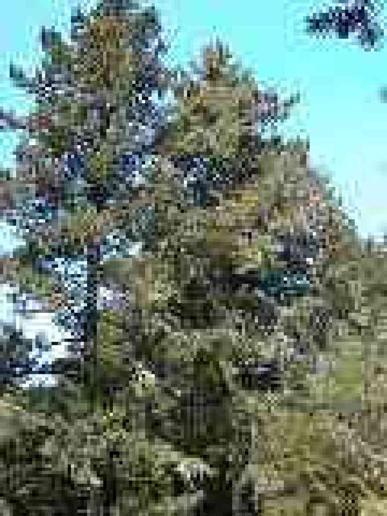 Douglas fir