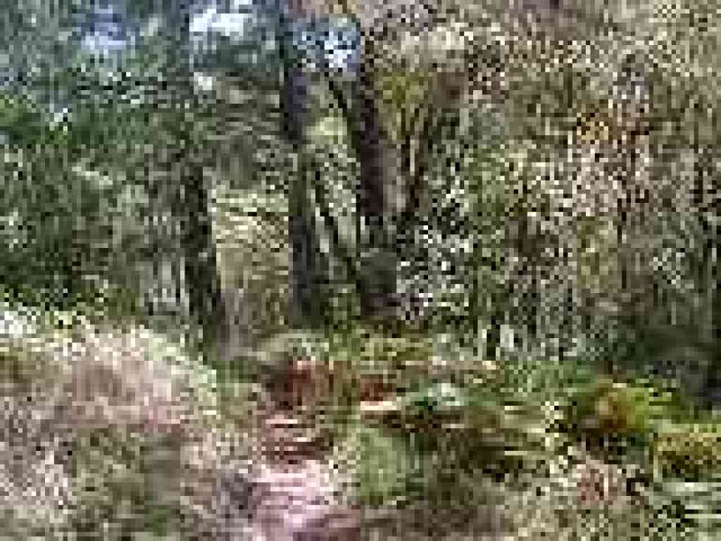 Back under tree cover