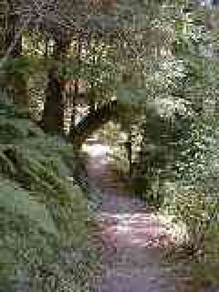 Ducking under a California bay