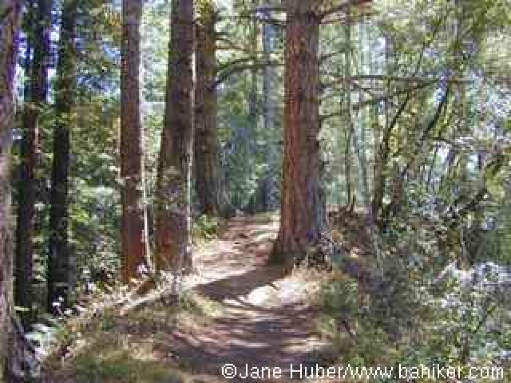 Mt. Ellen Summit Trail