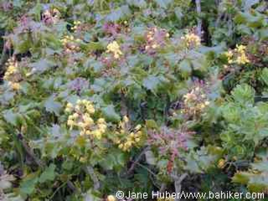 Oregon grape