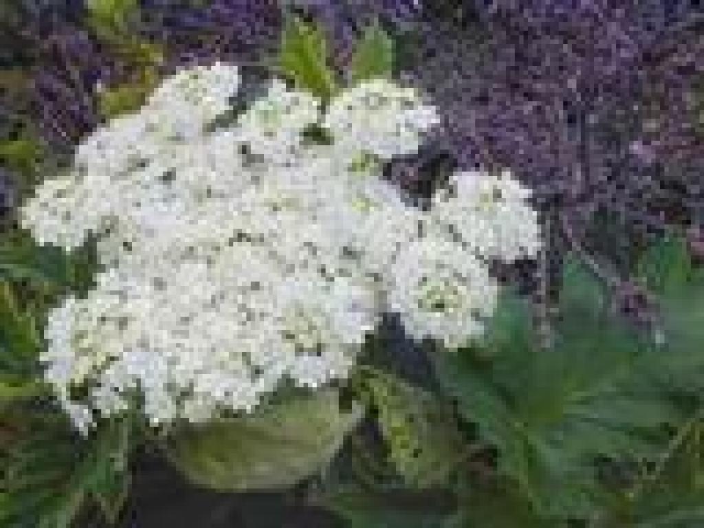 Cow parsnip