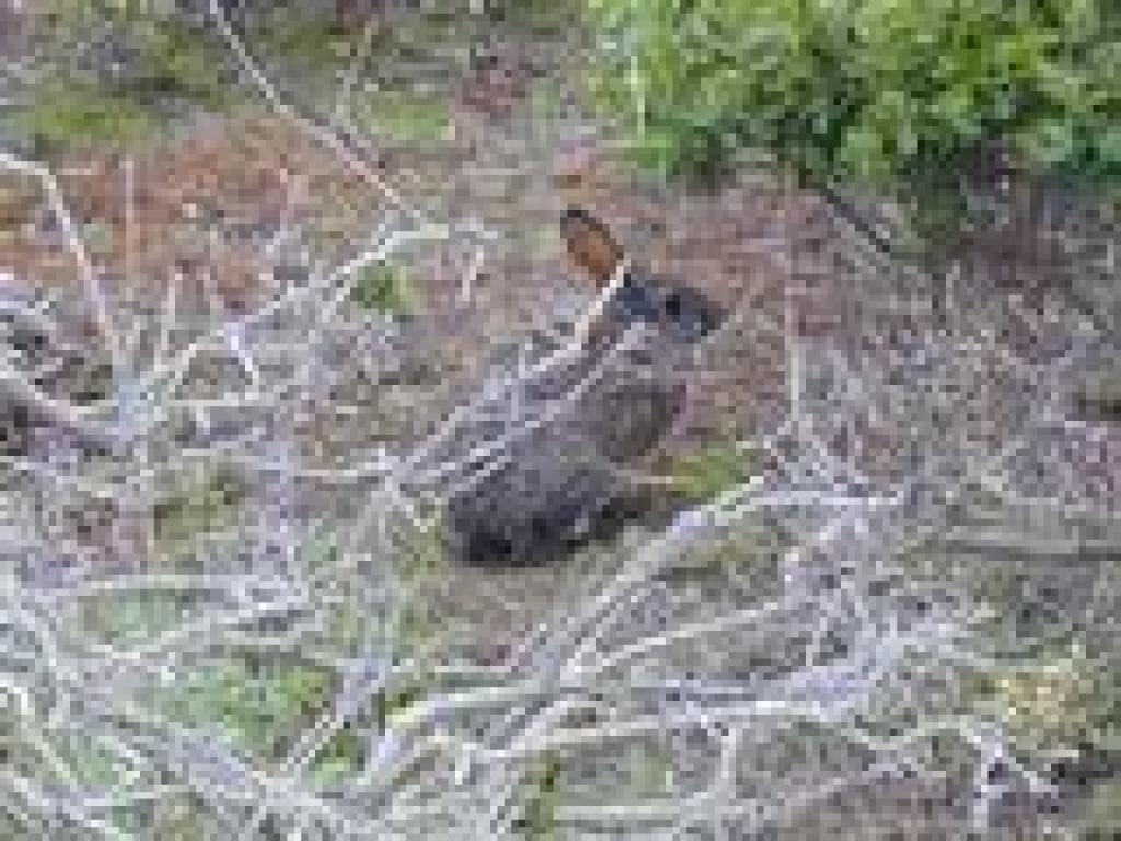 Cottontail