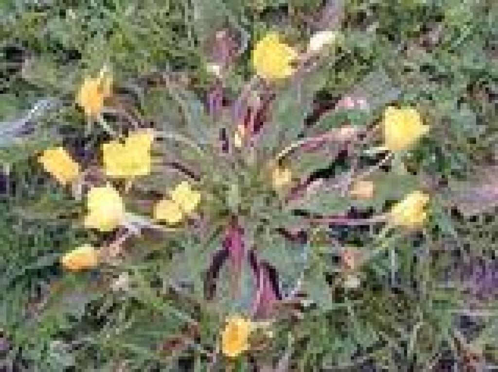 Suncups