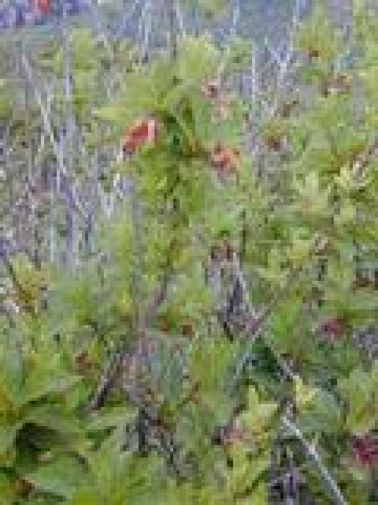 Twinberry