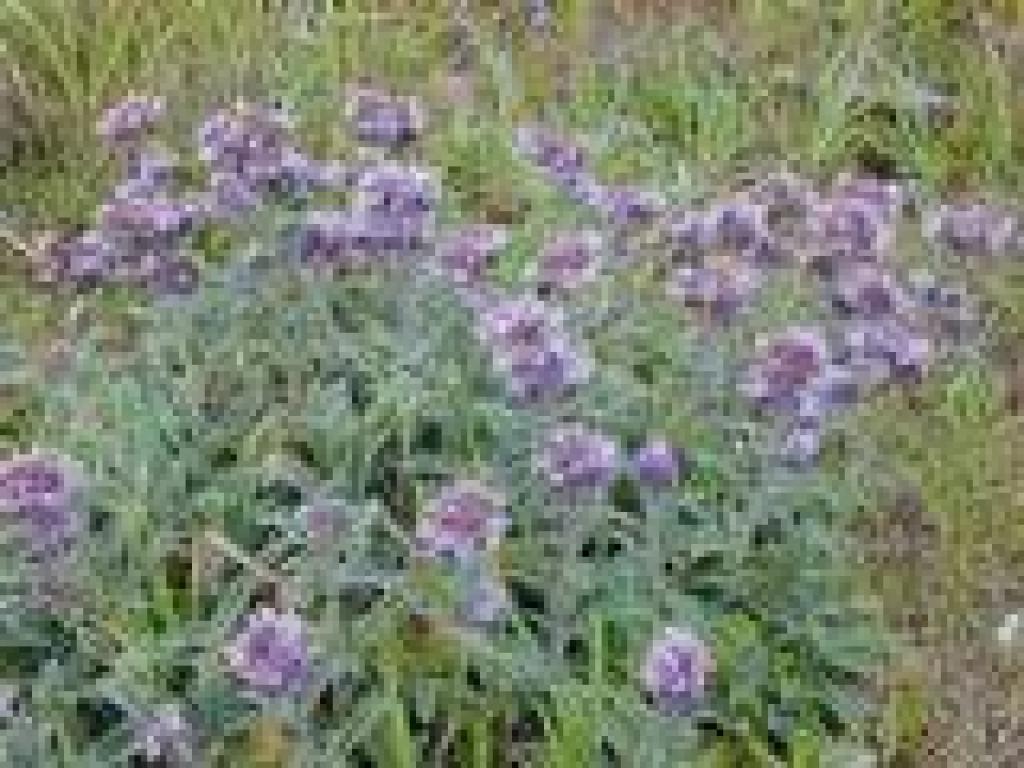 Scorpionweed