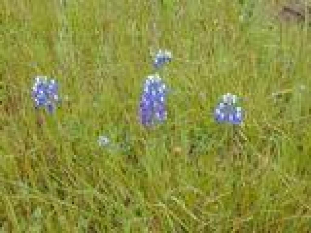 Lupine