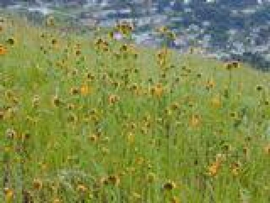 Fiddlenecks
