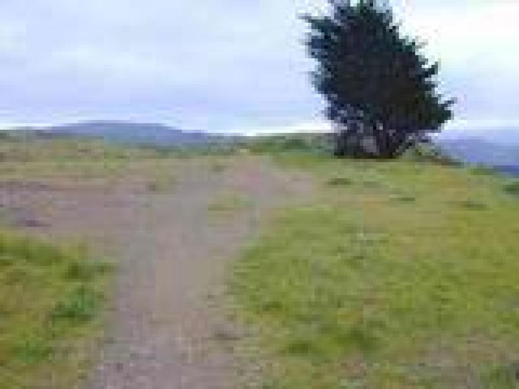 Passing a cypress