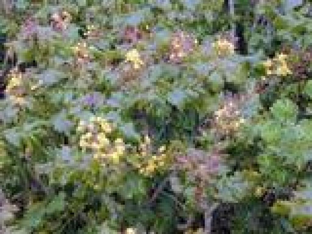 Oregon grape