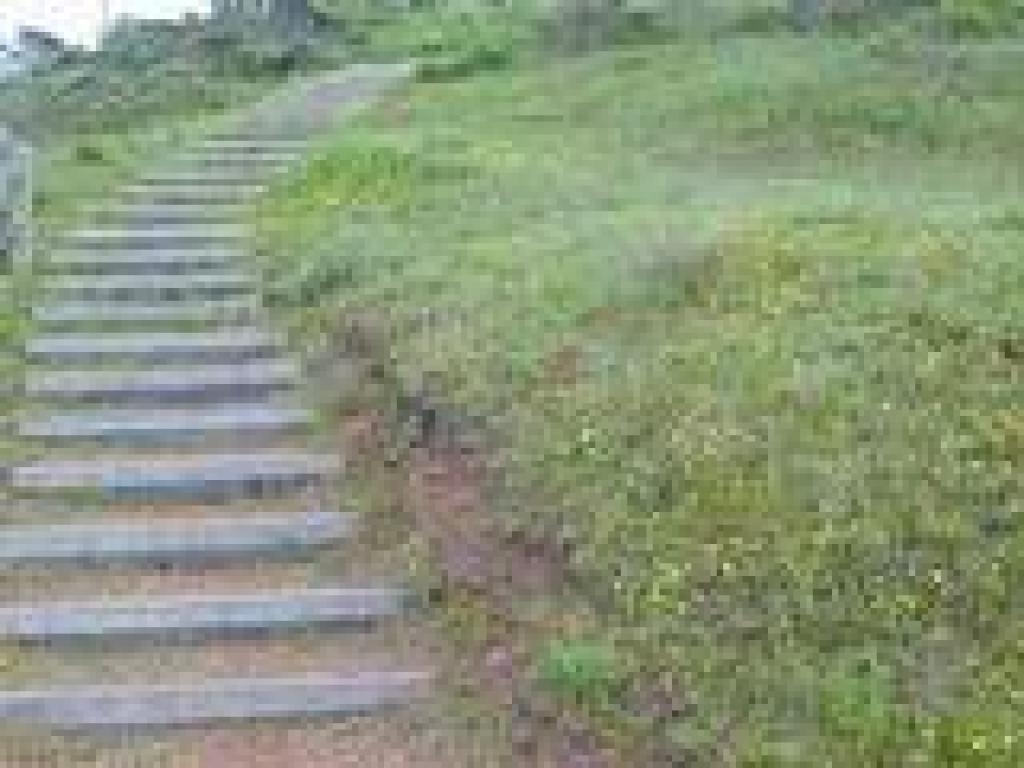 Buttercups on the side of steps