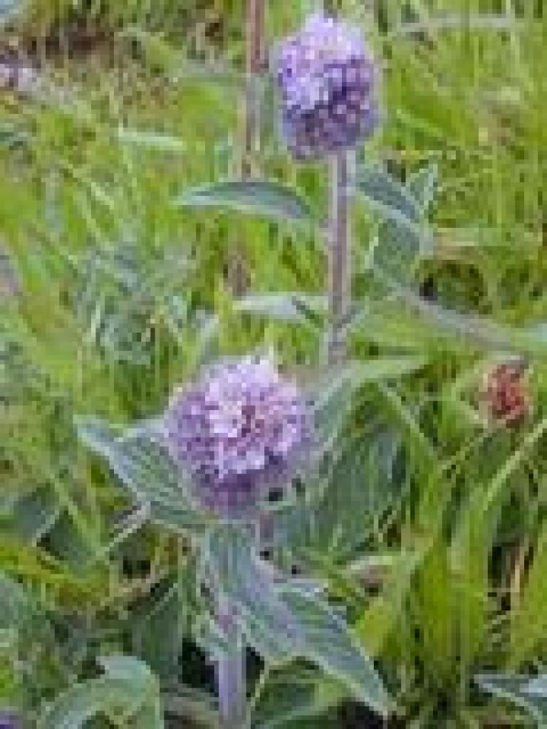 Scorpionweed
