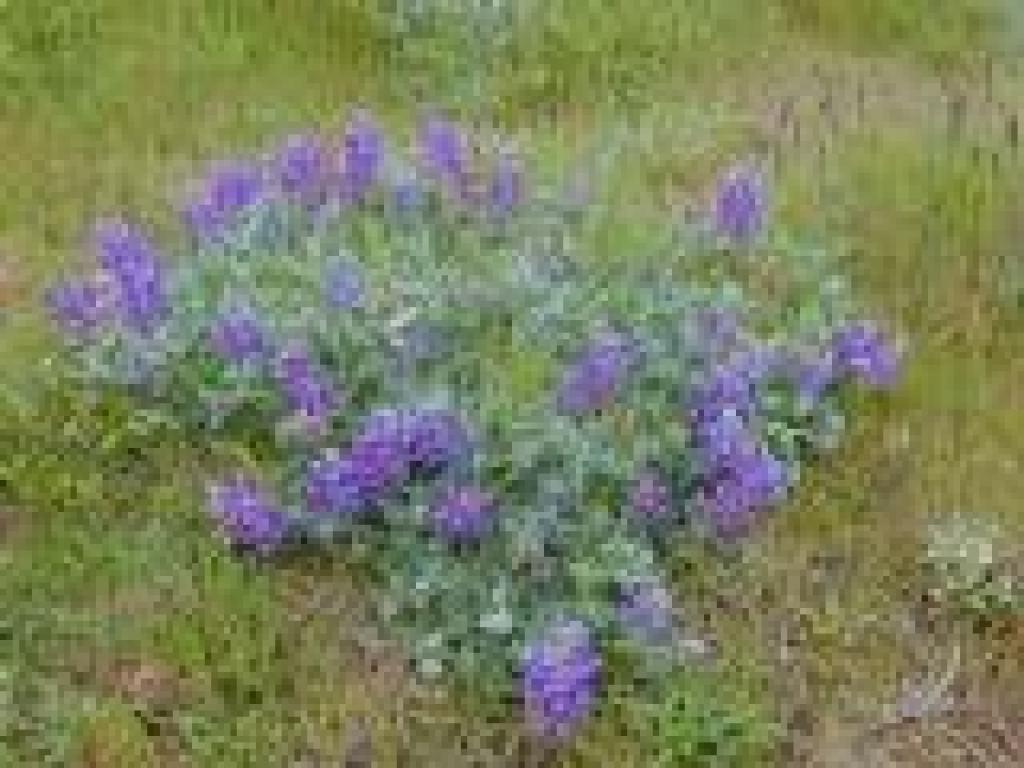 Lupine